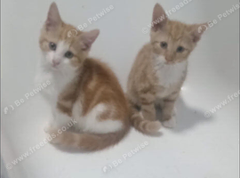 Ginger & White Kittens | 2 Males Available
