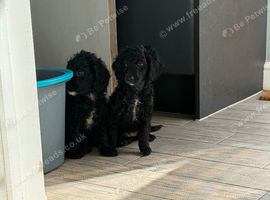 2 cockapoo pups left READY TODAY