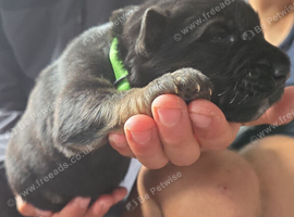 German shepherd puppies