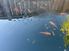Pond fish