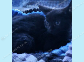 Bombay cat for sale 3 month old from Portsmouth