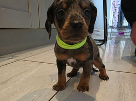 Beautiful Dachshund puppies