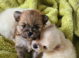 Pomeranian puppies