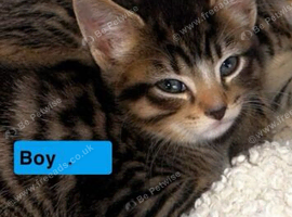 kittens