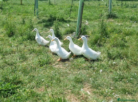 Cherry Valley Hatching Eggs x 6