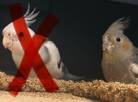 Cockatiel female
