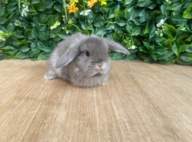 Mini lops ready now 8 weeks old girls