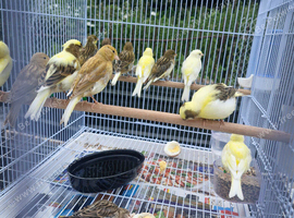 Canaries for sale