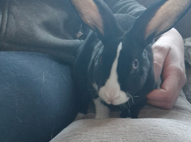 Two bonded girls rabbits