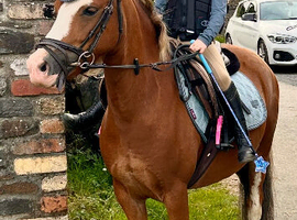 Beautiful 12.2h Pony
