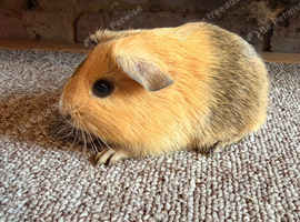Beautiful Buff Agouti Babies