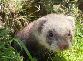 2 male ferrets to rehome
