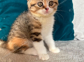 2 stunning british shorthair girls looking for forever