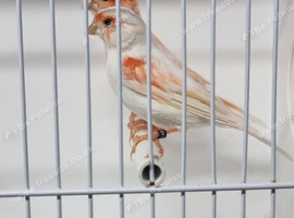Stafford canary pair