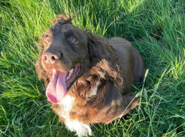Cocker spaniel