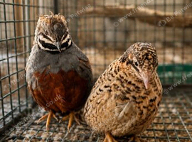 World's smallest quail