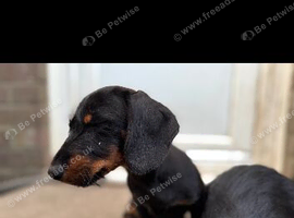 Lovely male Black and Tan mini dachshund born 16th March.