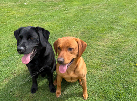 Labrador Puppies available KC Registered