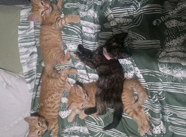 Kittens ready beginning july!