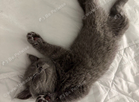 British shorthair male kitten for sale