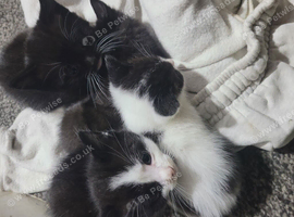 8 week old kittens