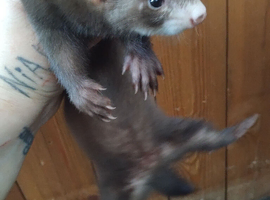 Both parents  are 500 g