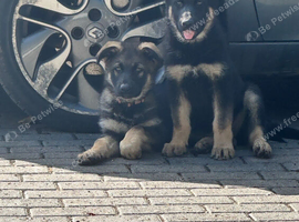 ONLY TWO GIRLS LEFT !!!! BEAUTIFUL LITTER OF GERMAN SHEPHERD PUPPIES