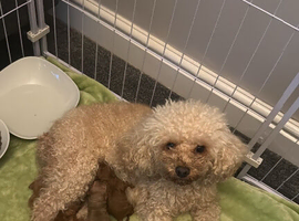 Cavapoo