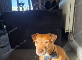 Parson russell terrier Boy 4yrs old