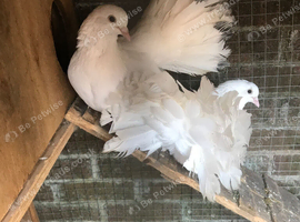 Fantails