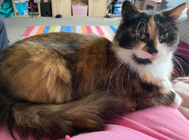 Rehoming my beautiful cat