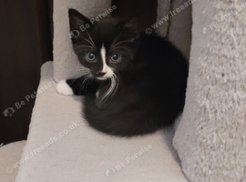 1 female kitten for sale