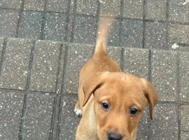 Stunning Labrador Retriever Puppies &ndash; 4 Boys & 5 Girls &ndash; Ready from 12th March 2026