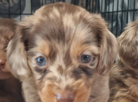 Gorgeous longhair dachsund puppies available