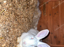Buck Albino New Zealand
