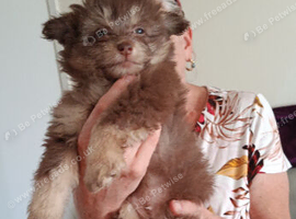 Chinese Crested Powder Puff &times; Pomeranian Puppies &ndash; 10 Weeks | 4 Boys & 1 Girl | &pound;400