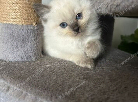 Little Kitten