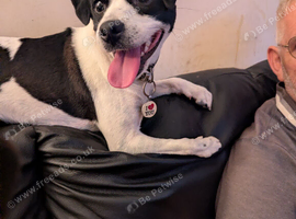 Jack Russell