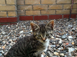 Little kittens