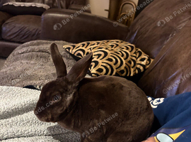 Female rabbit for rehome