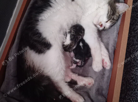 2 kittens for sale 1 boy, 1 girl