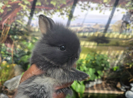 2 netherland dwarf girls