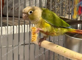 Hand reared Friendly conure