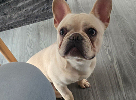 Frenchie in need of a loving home