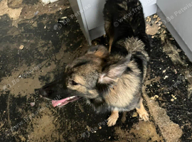 10 month old shepsky female