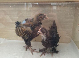 2 x 4 wk old pure breed male chickens for sale