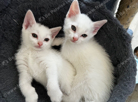 Beautiful white kittens