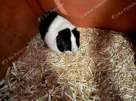 2 boar guinea pigs