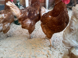 Laying hens