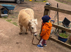 Companion Pony